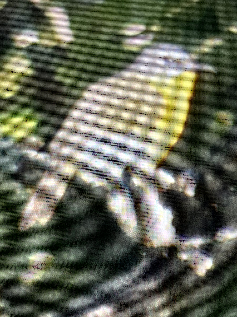 Yellow-breasted Chat - ML620864736