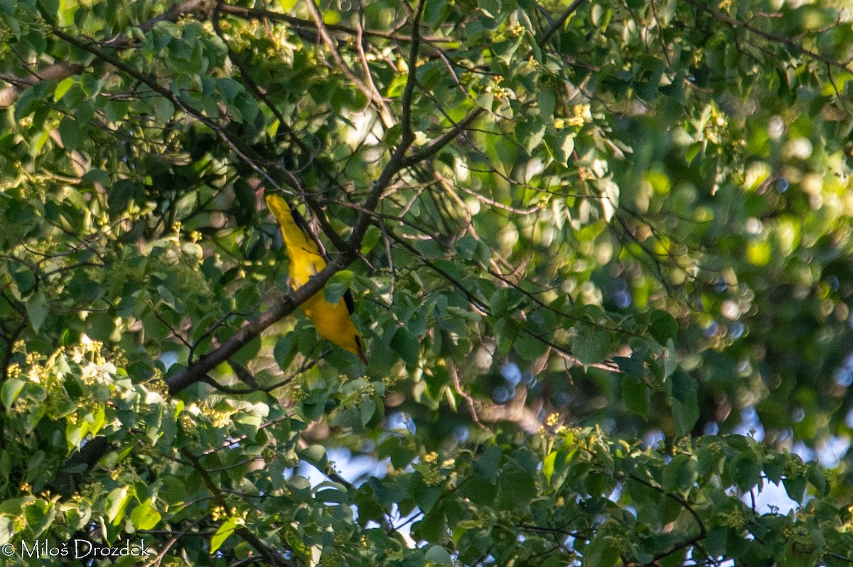 Eurasian Golden Oriole - ML620864737