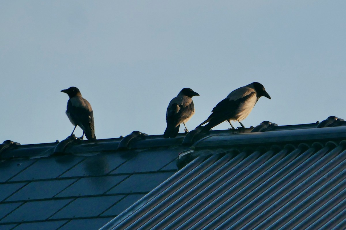 Hooded Crow - ML620864743