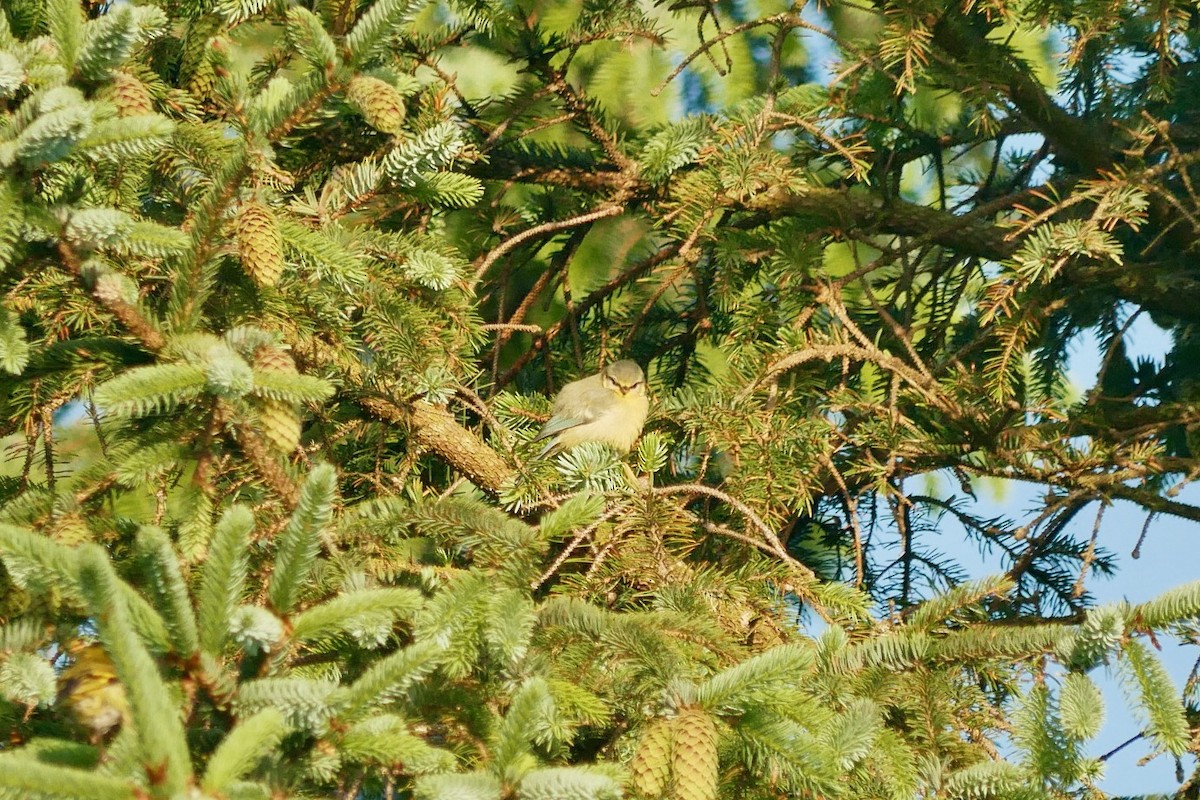 Eurasian Blue Tit - ML620864751