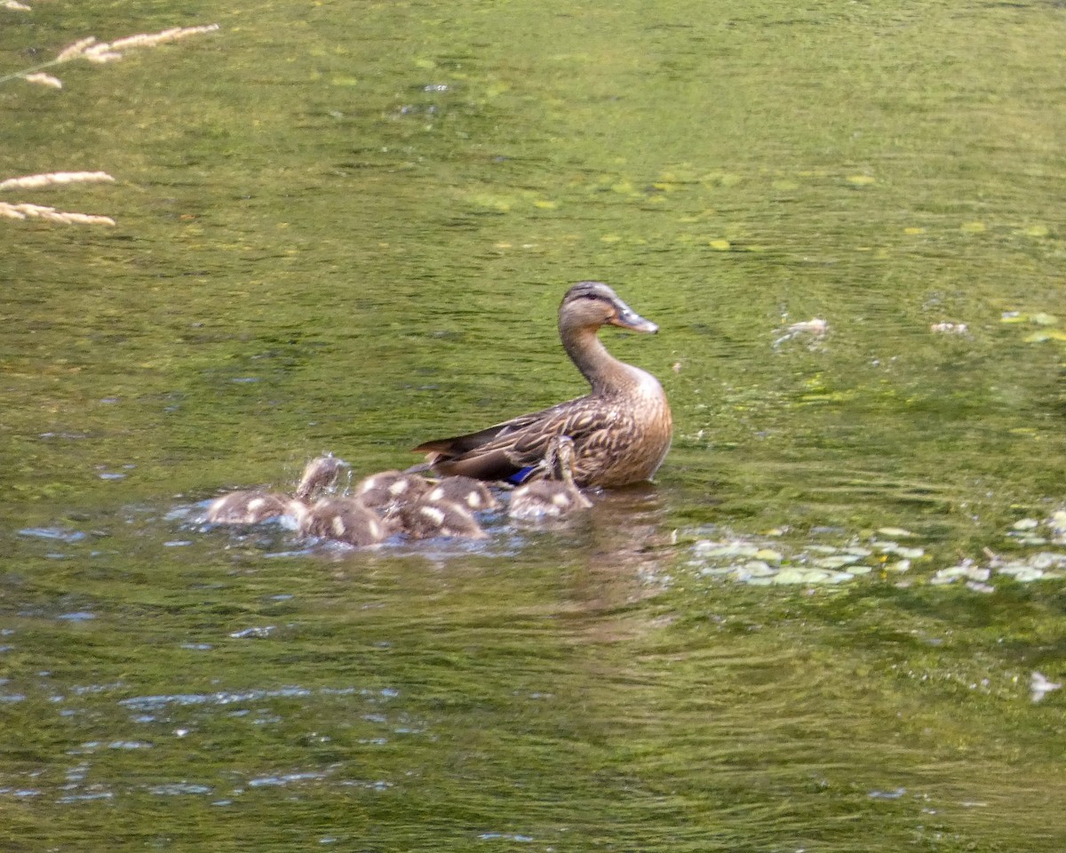 Canard colvert - ML620864766