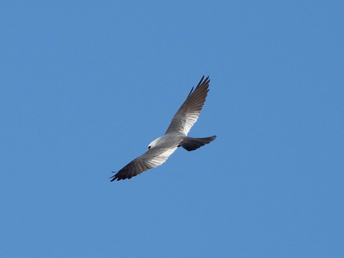 Mississippi Kite - ML620864768