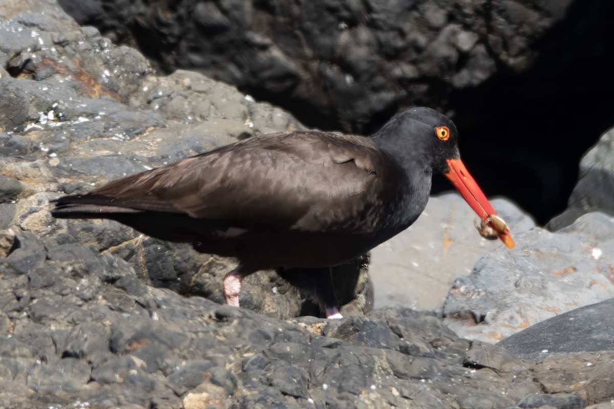 Black Oystercatcher - ML620864770