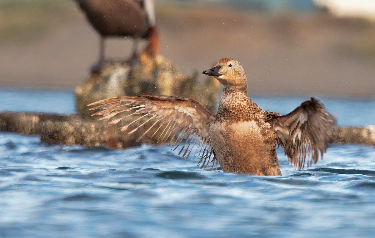 Eider à tête grise - ML620864778