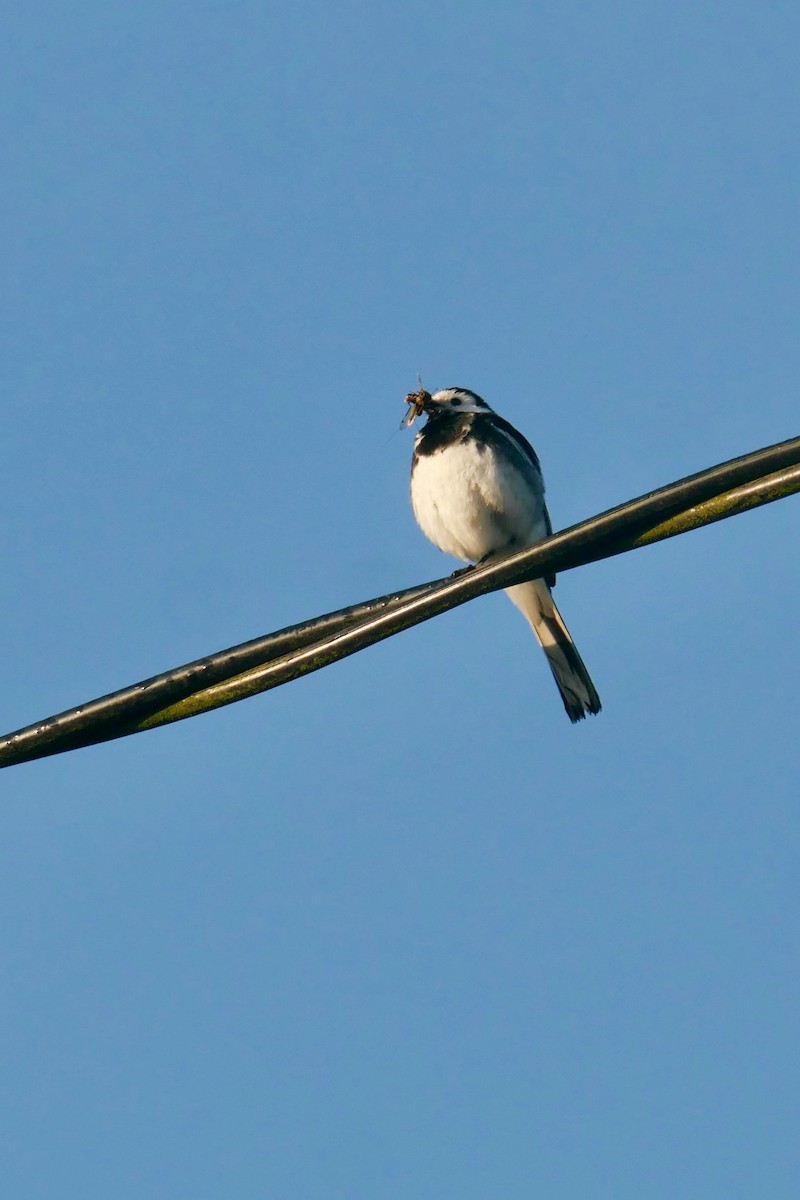 White Wagtail - ML620864786