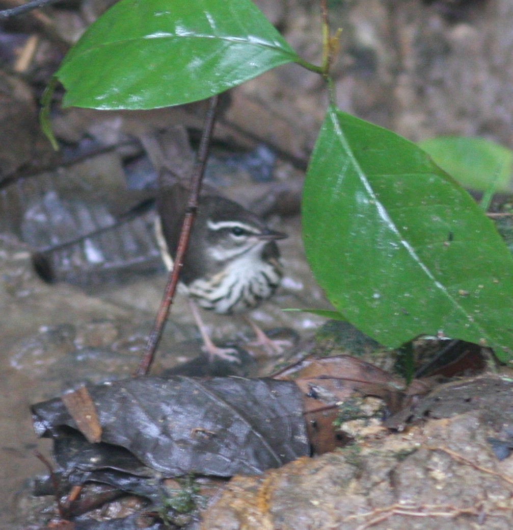 Louisiana Waterthrush - ML620864788