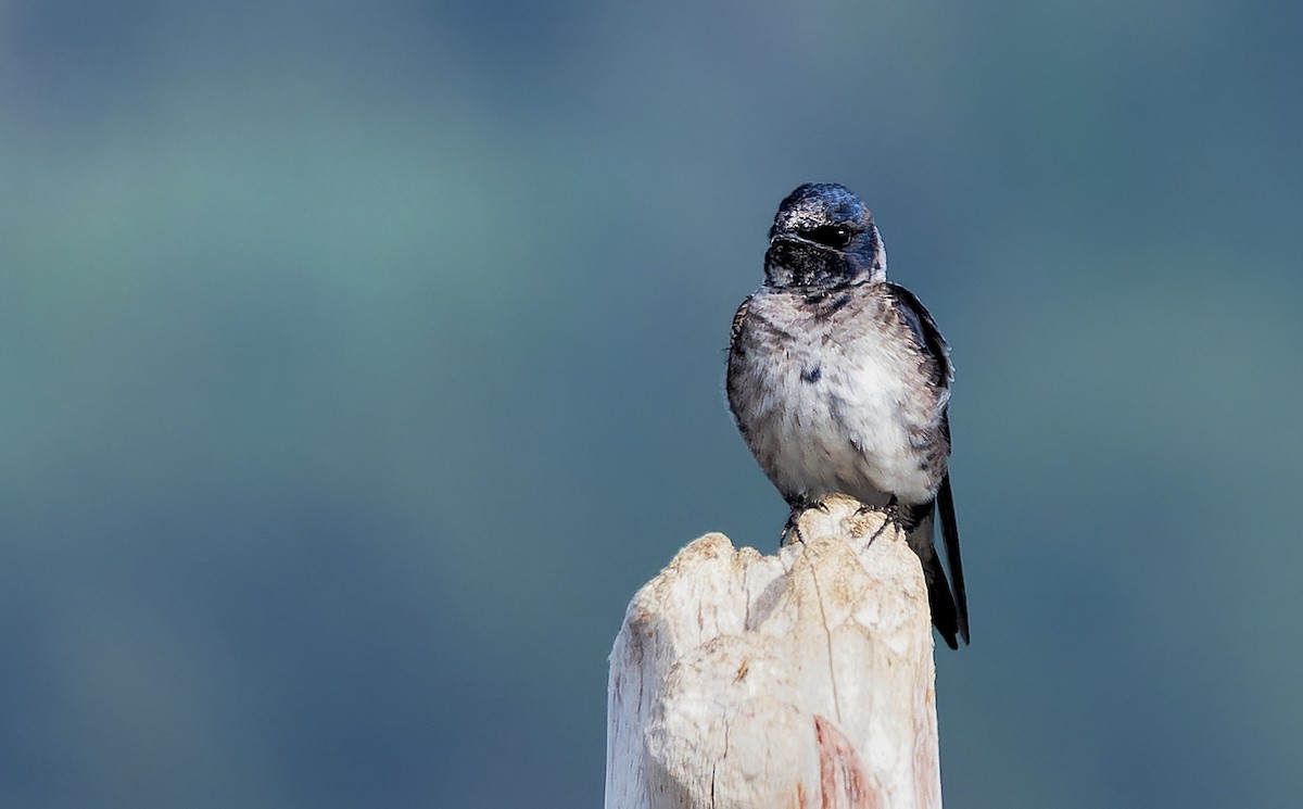 Purple Martin - ML620864790