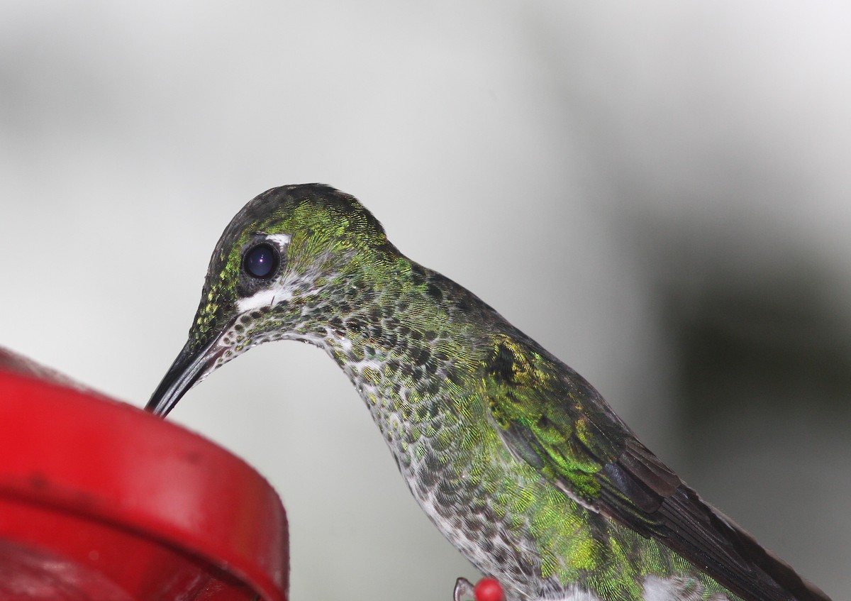 Green-crowned Brilliant - ML620864792