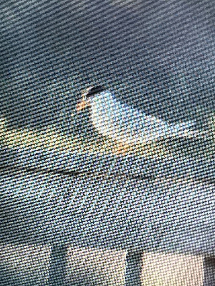 Forster's Tern - ML620864793