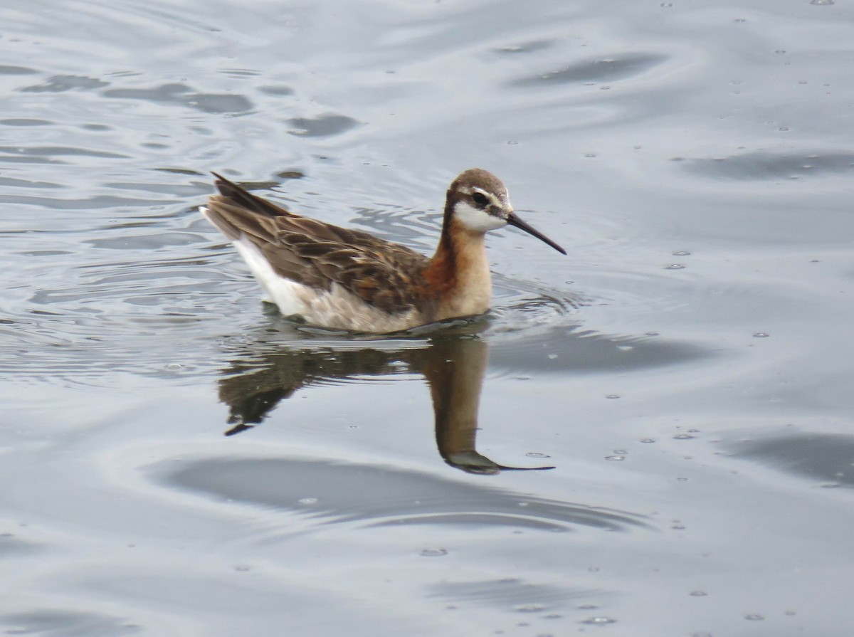 Wilson's Phalarope - ML620864797