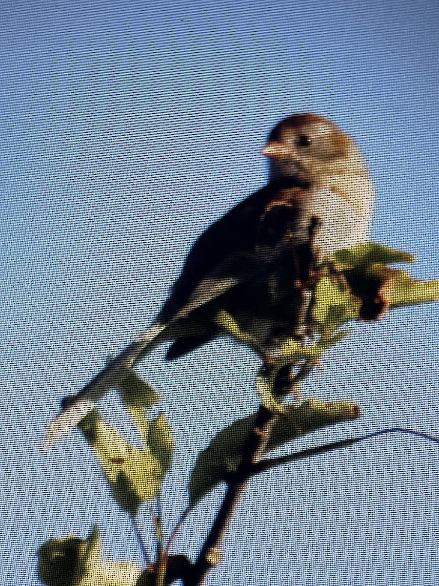 Field Sparrow - ML620864802