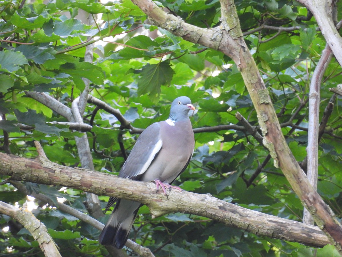 Common Wood-Pigeon - ML620864810