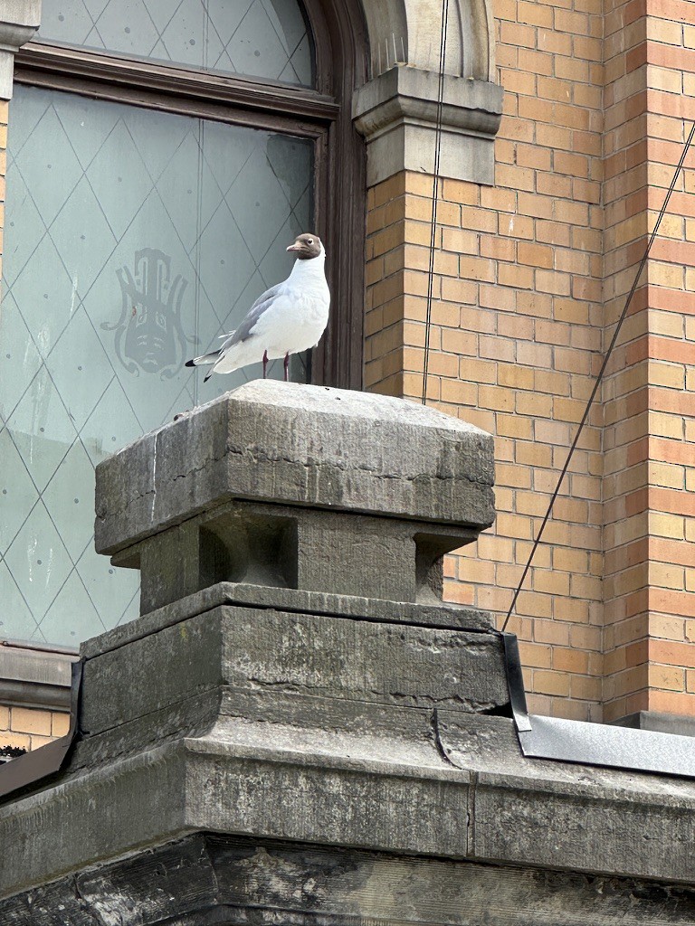 Black-headed Gull - ML620864811