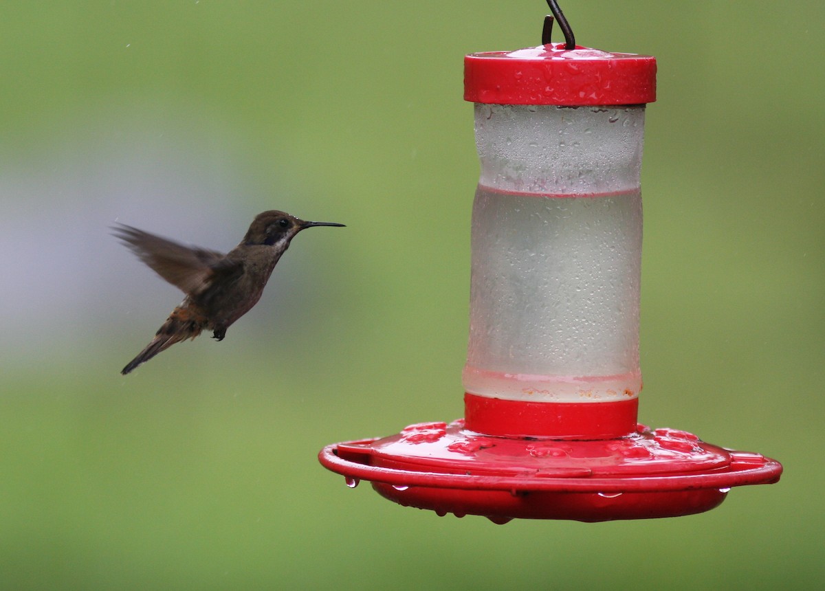 Colibrí Pardo - ML620864814