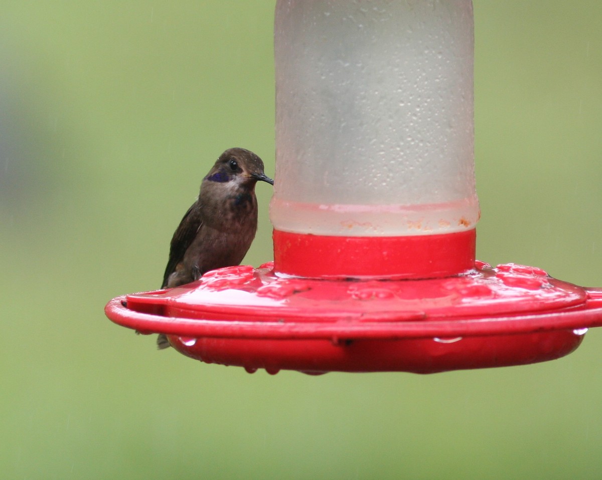 Brown Violetear - ML620864815