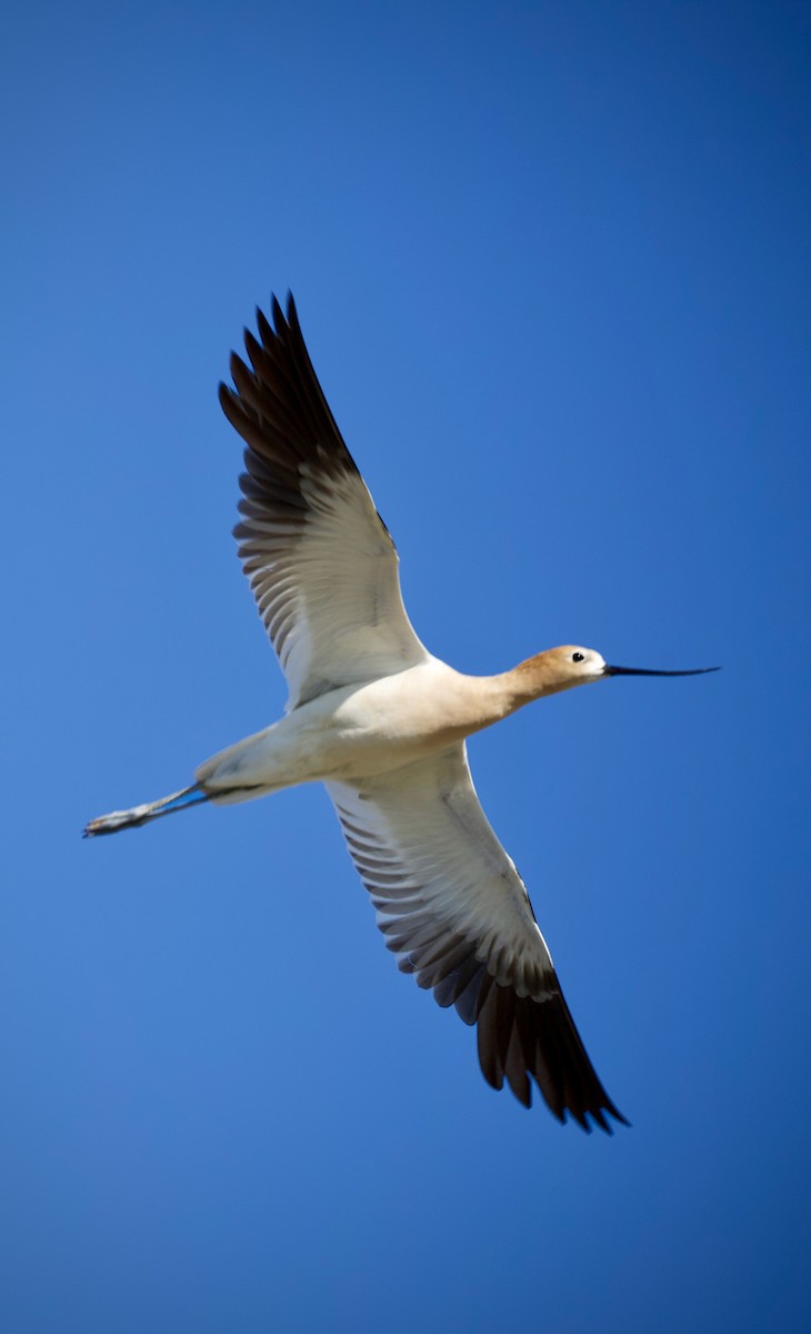 Avocette d'Amérique - ML620864819