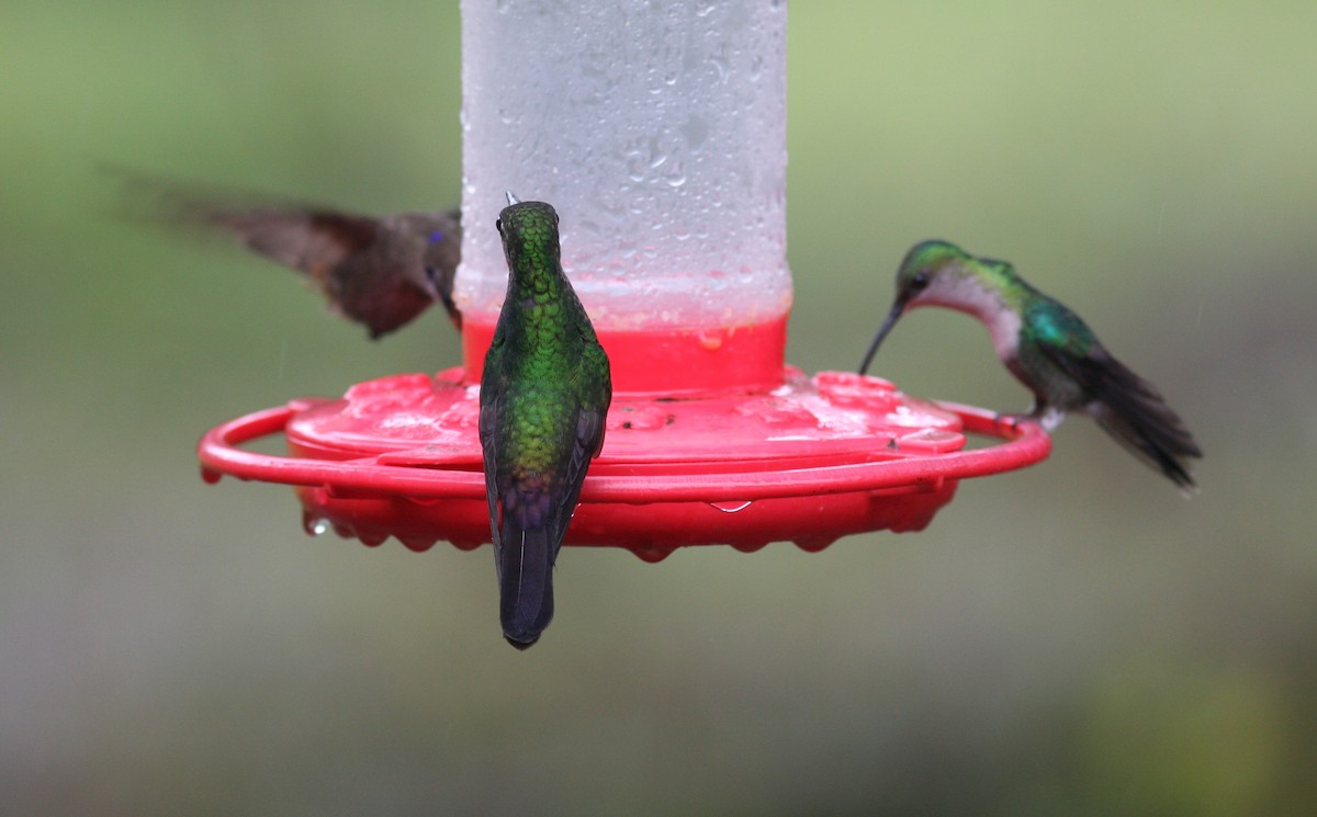 Colibri à queue bronzée - ML620864822