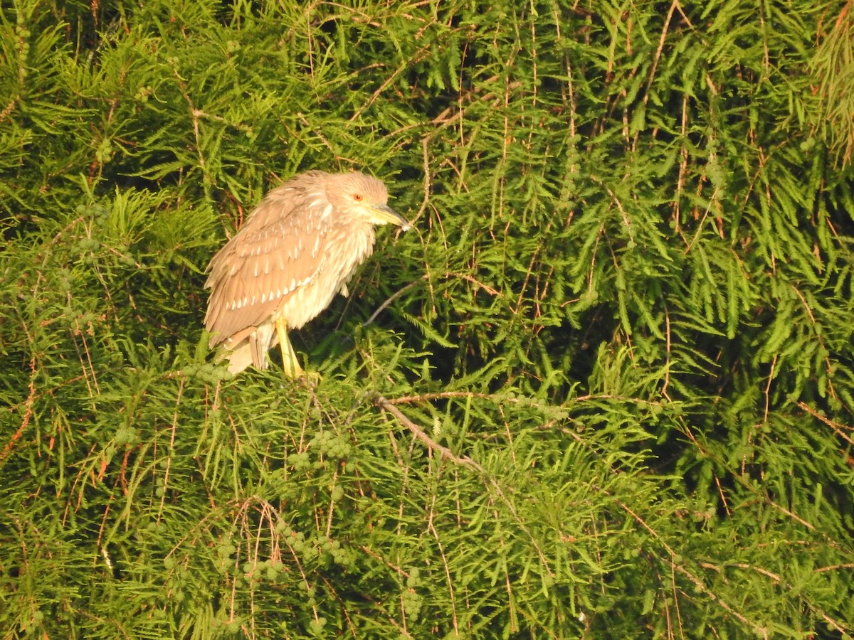 Black-crowned Night Heron - ML620864823