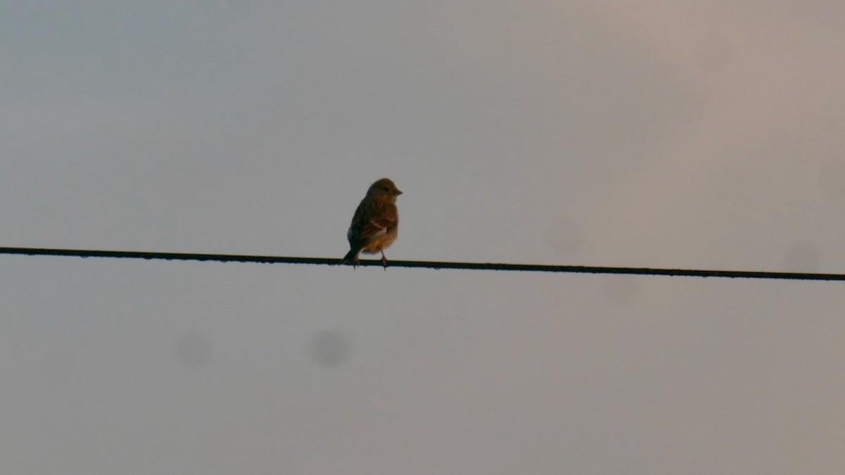 Common Chaffinch - ML620864832