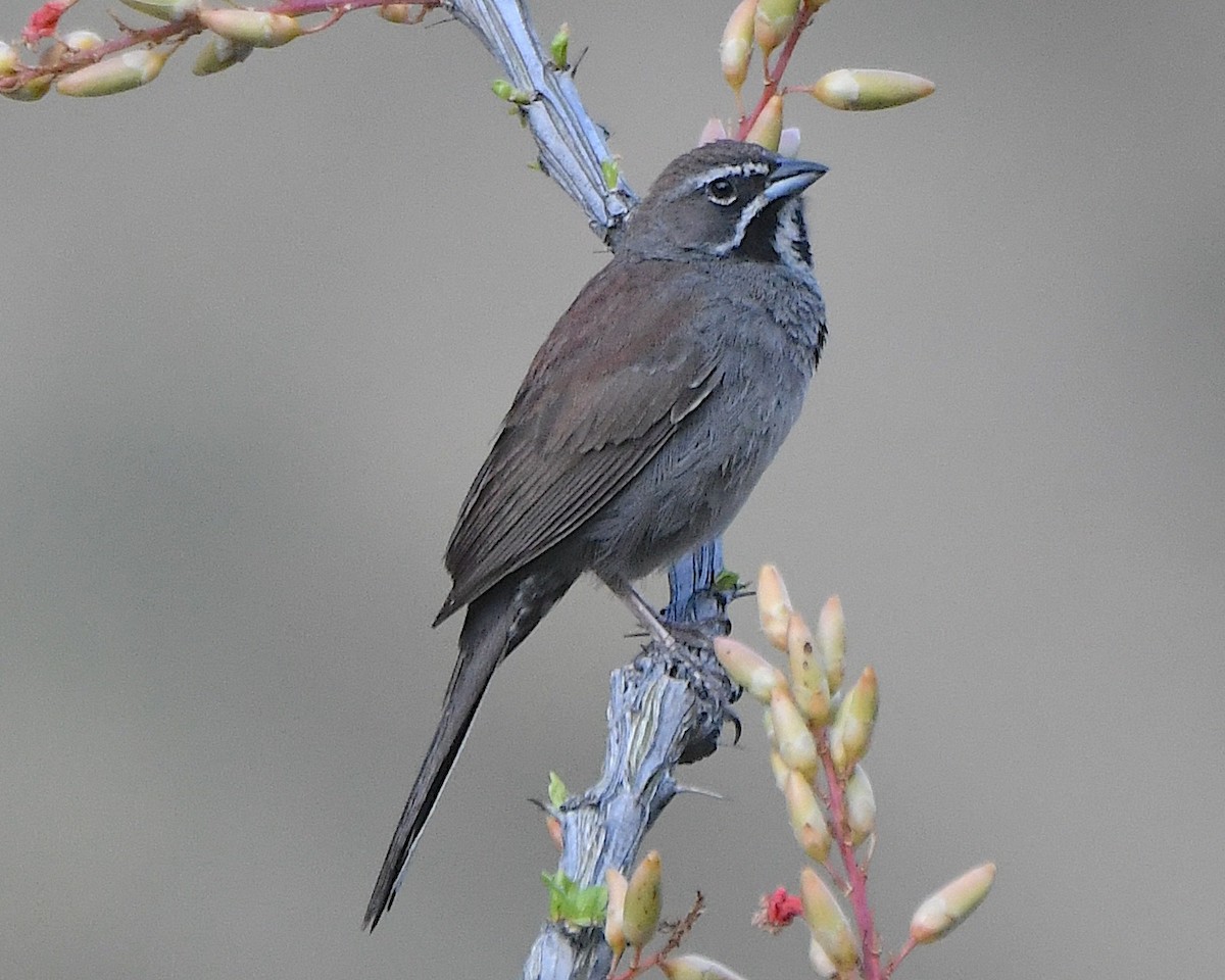 Five-striped Sparrow - ML620864835