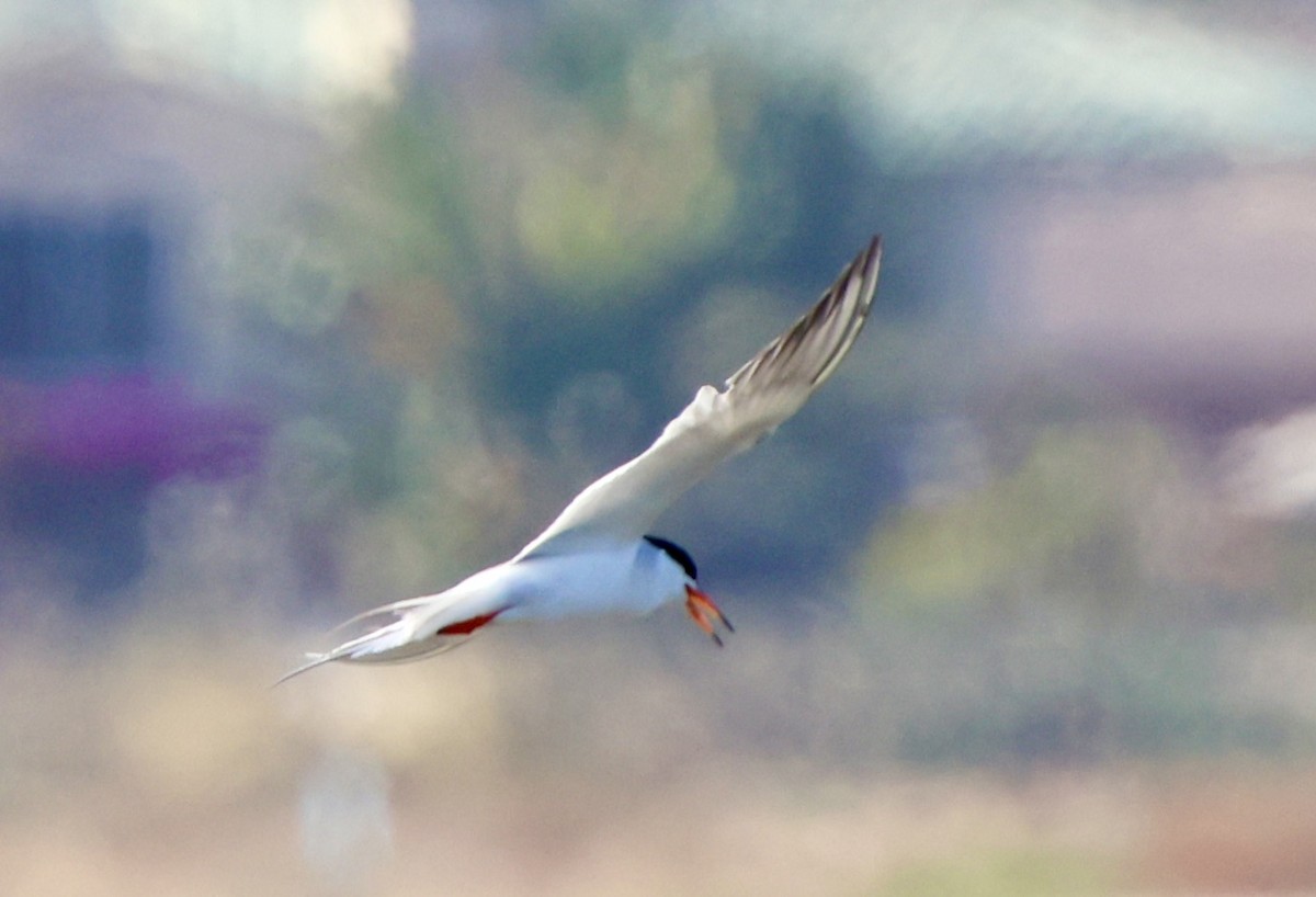 Forster's Tern - ML620864841