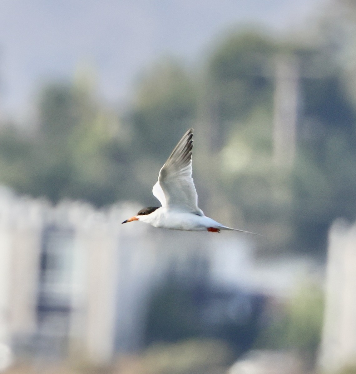 Forster's Tern - ML620864842