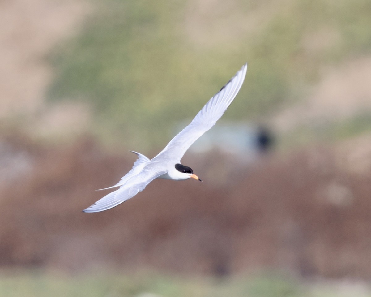 Forster's Tern - ML620864843