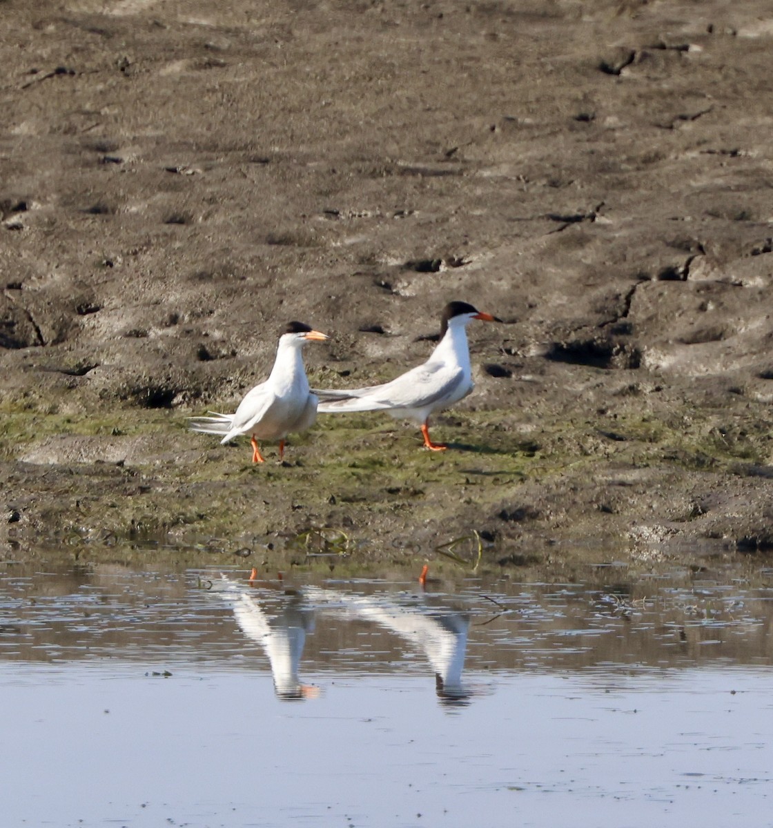 Forster's Tern - ML620864847