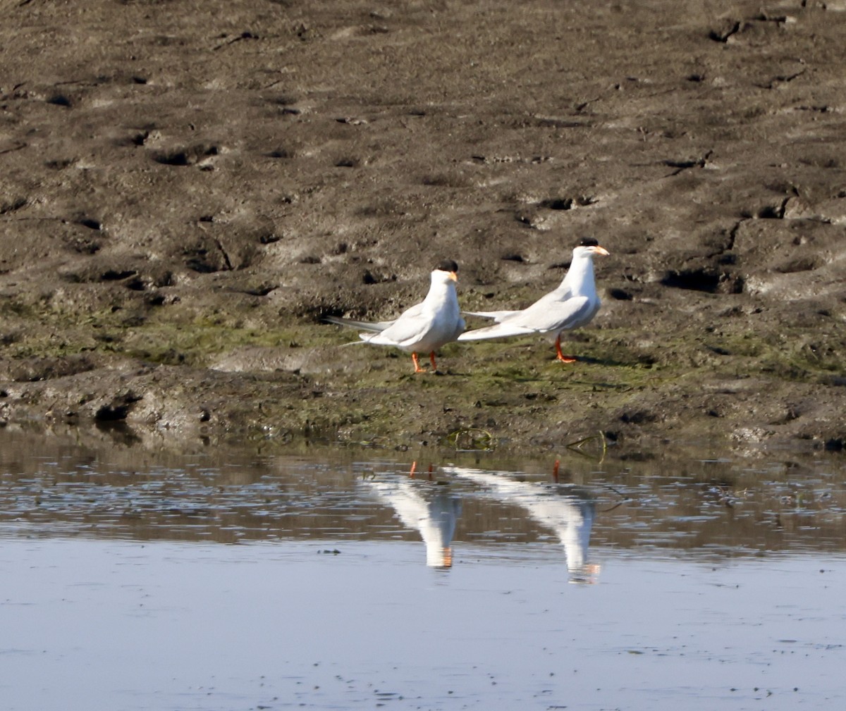 Forster's Tern - ML620864852