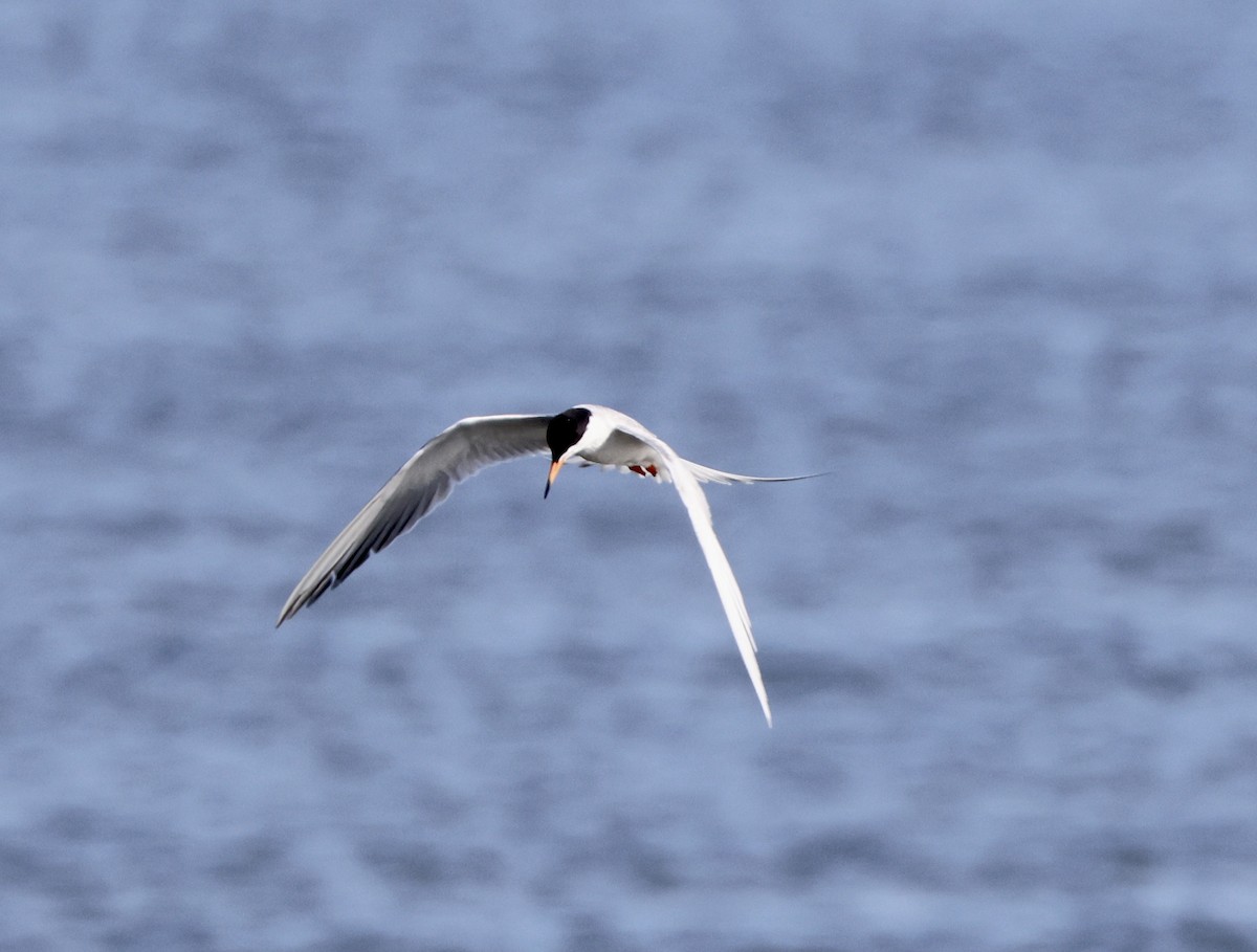 Forster's Tern - ML620864854