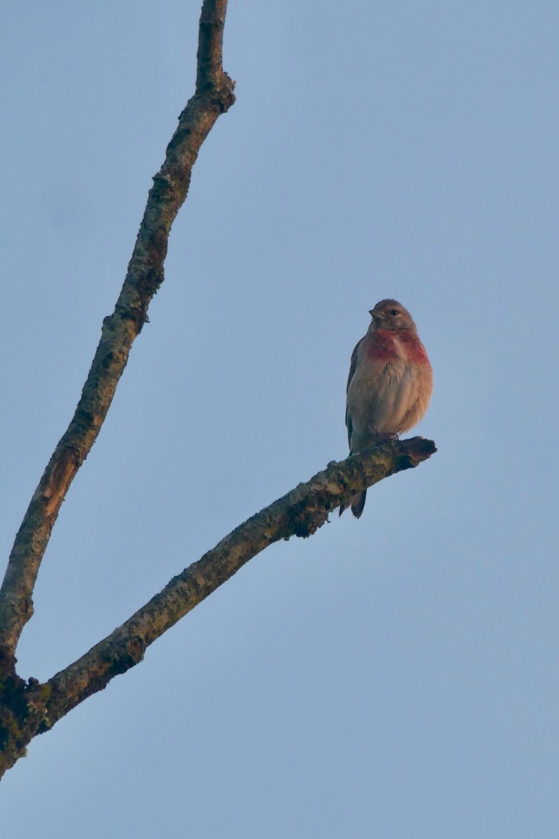 Eurasian Linnet - ML620864859