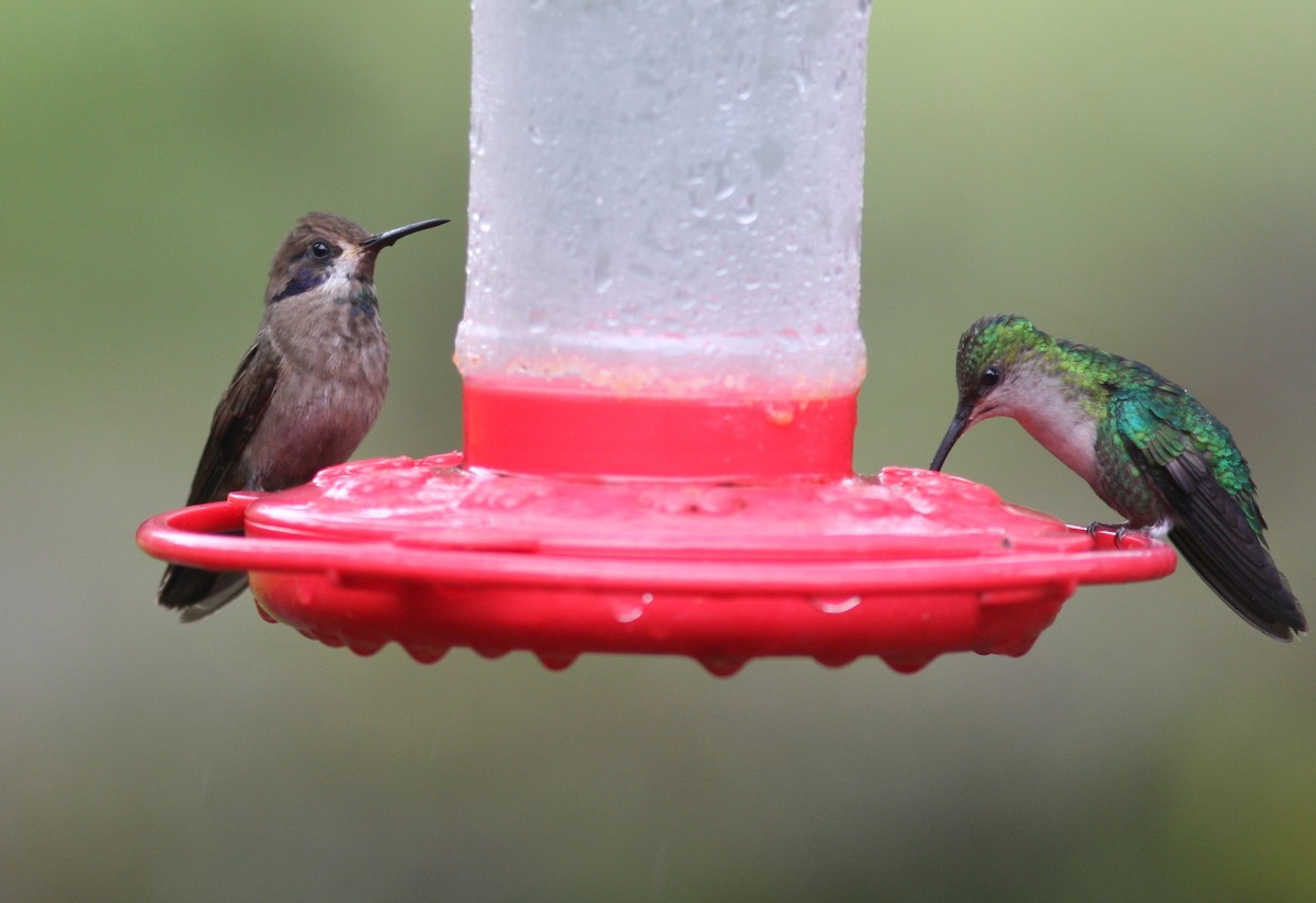 Colibrí Pardo - ML620864860