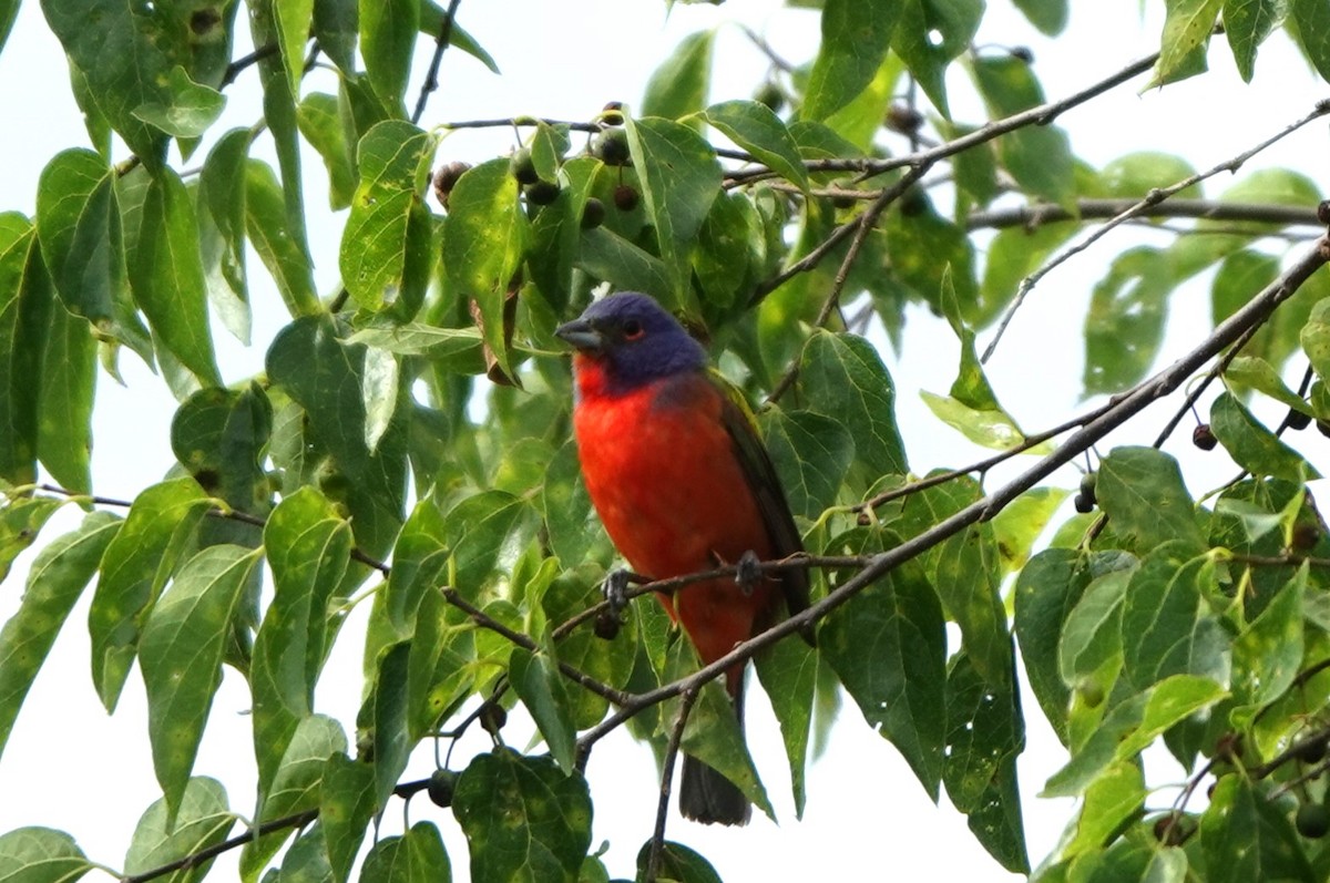Painted Bunting - ML620864861