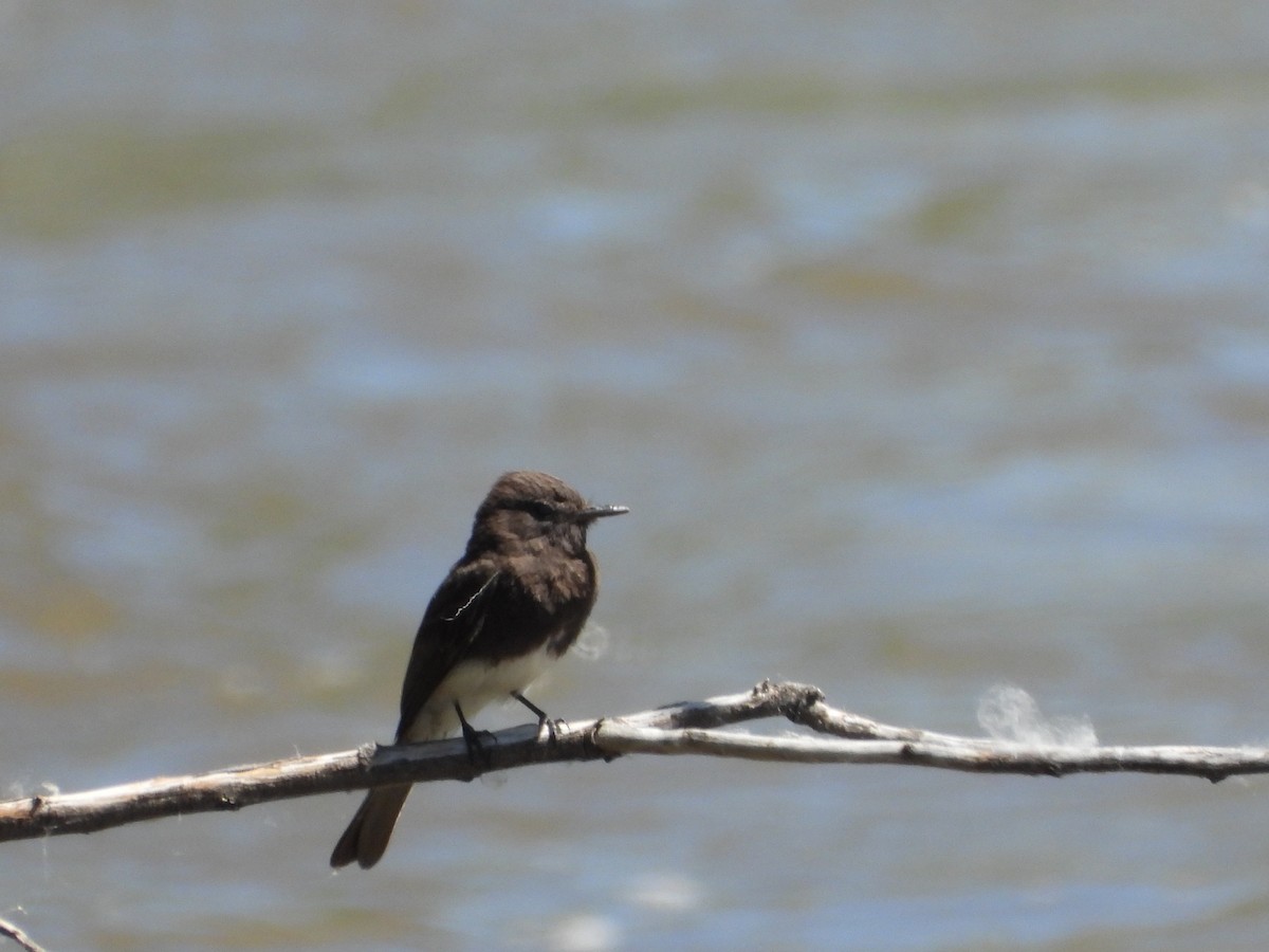 Black Phoebe - ML620864869