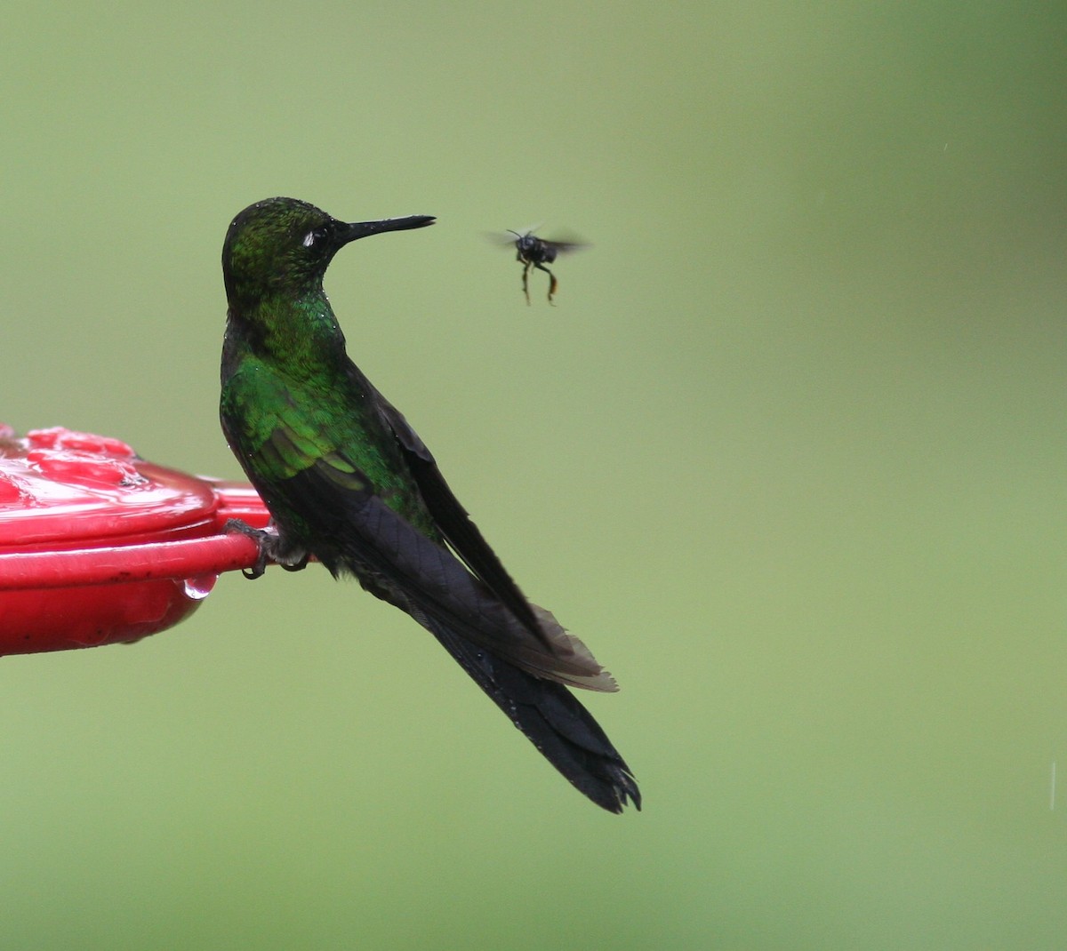 Green-crowned Brilliant - ML620864873