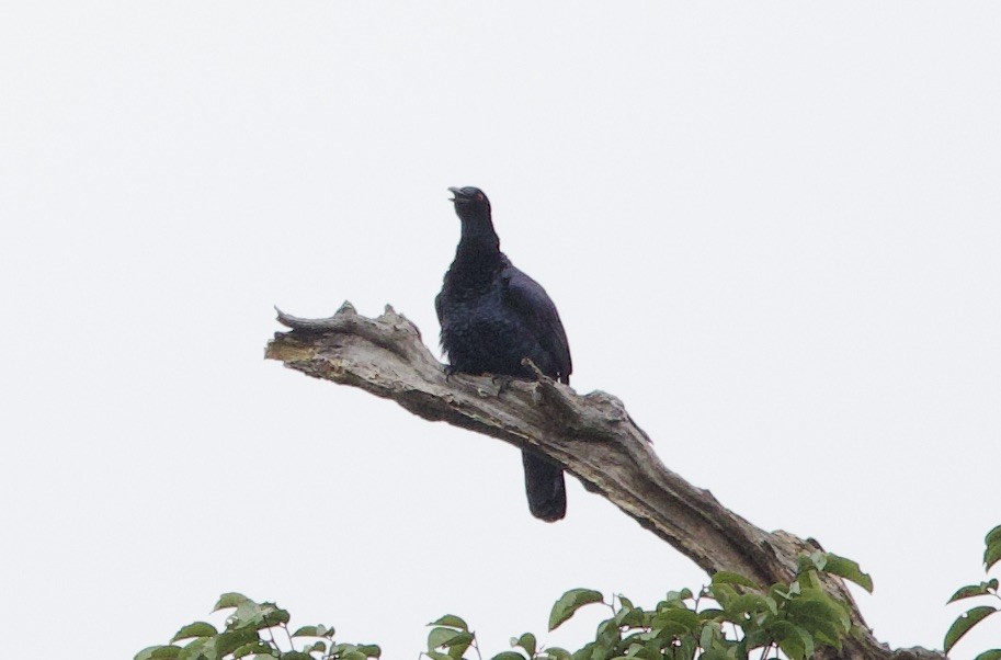 Greater Black Coucal - ML620864880