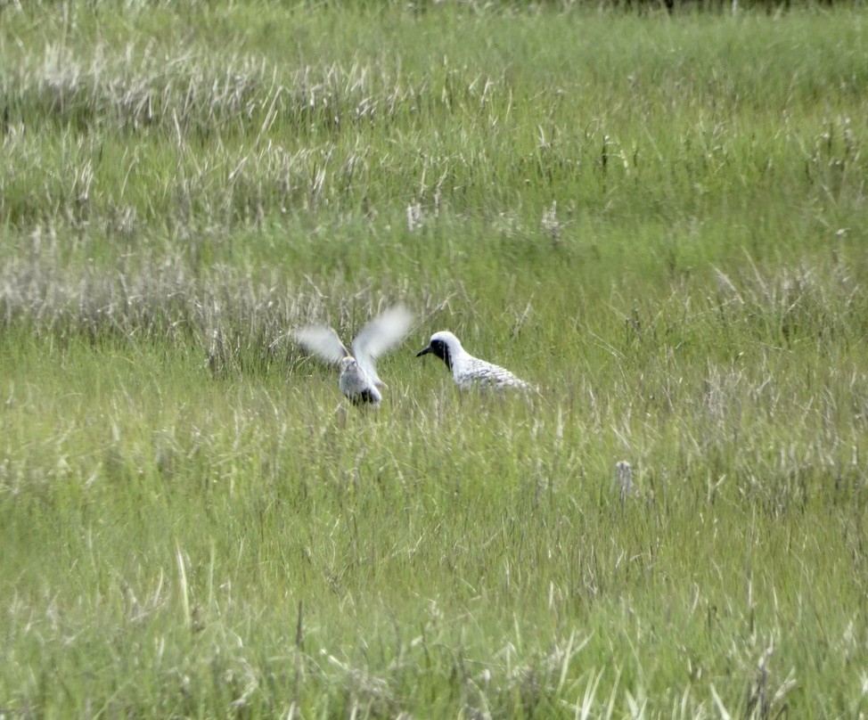 Black-bellied Plover - ML620864881