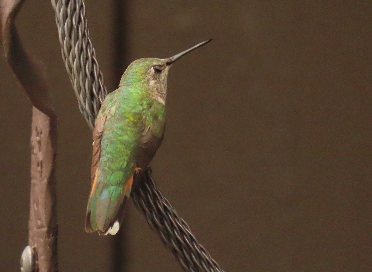 Broad-tailed Hummingbird - ML620864897