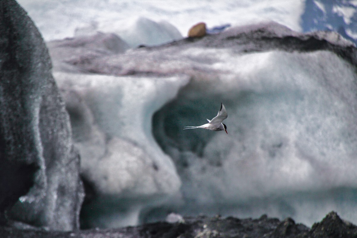 Arctic Tern - ML620864905