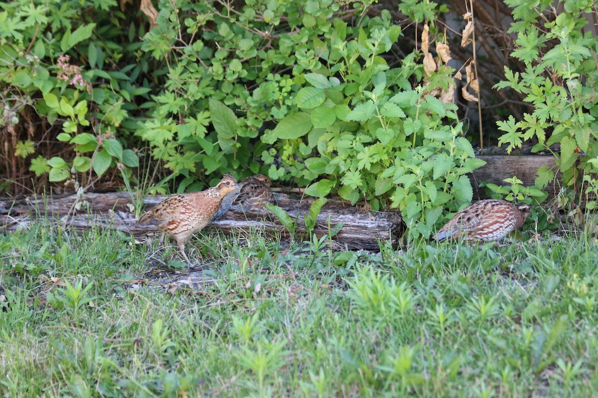 Northern Bobwhite - ML620864916