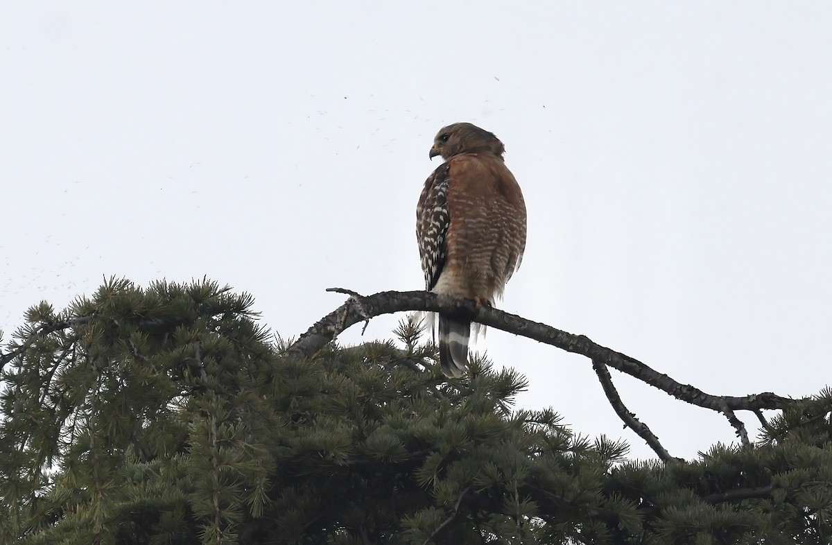 Red-shouldered Hawk - ML620864922