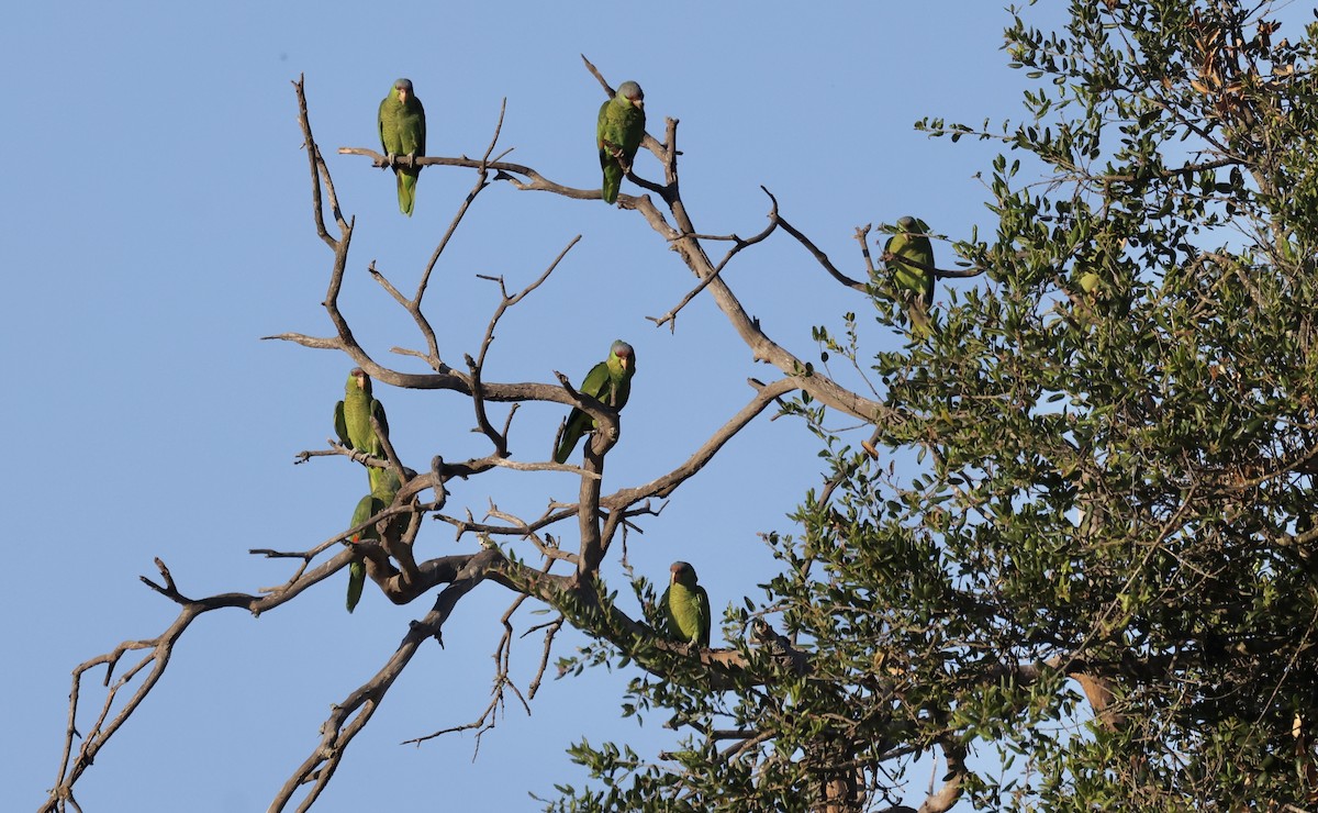 Lilac-crowned Parrot - ML620864933