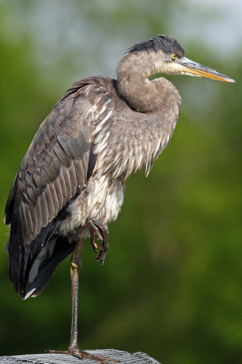 Great Blue Heron - ML620864934