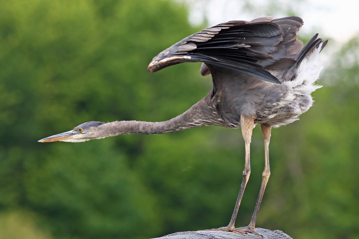 Great Blue Heron - ML620864935