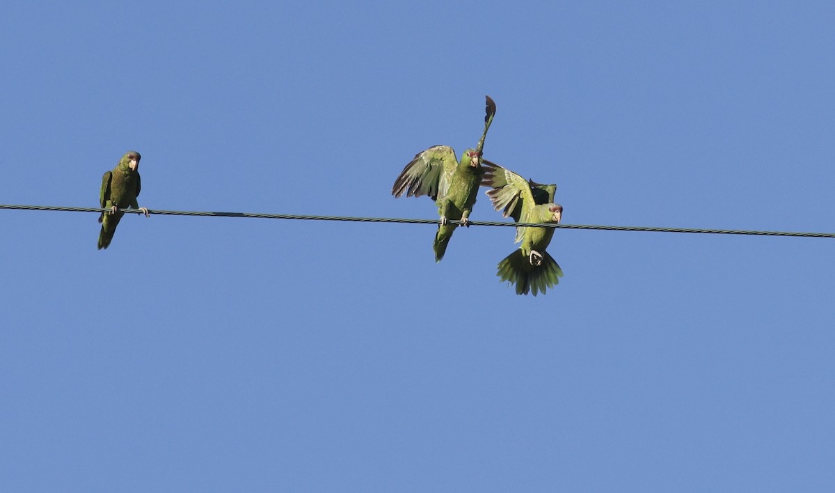 Lilac-crowned Parrot - ML620864939