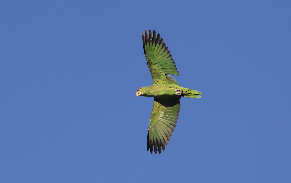 Lilac-crowned Parrot - ML620864940