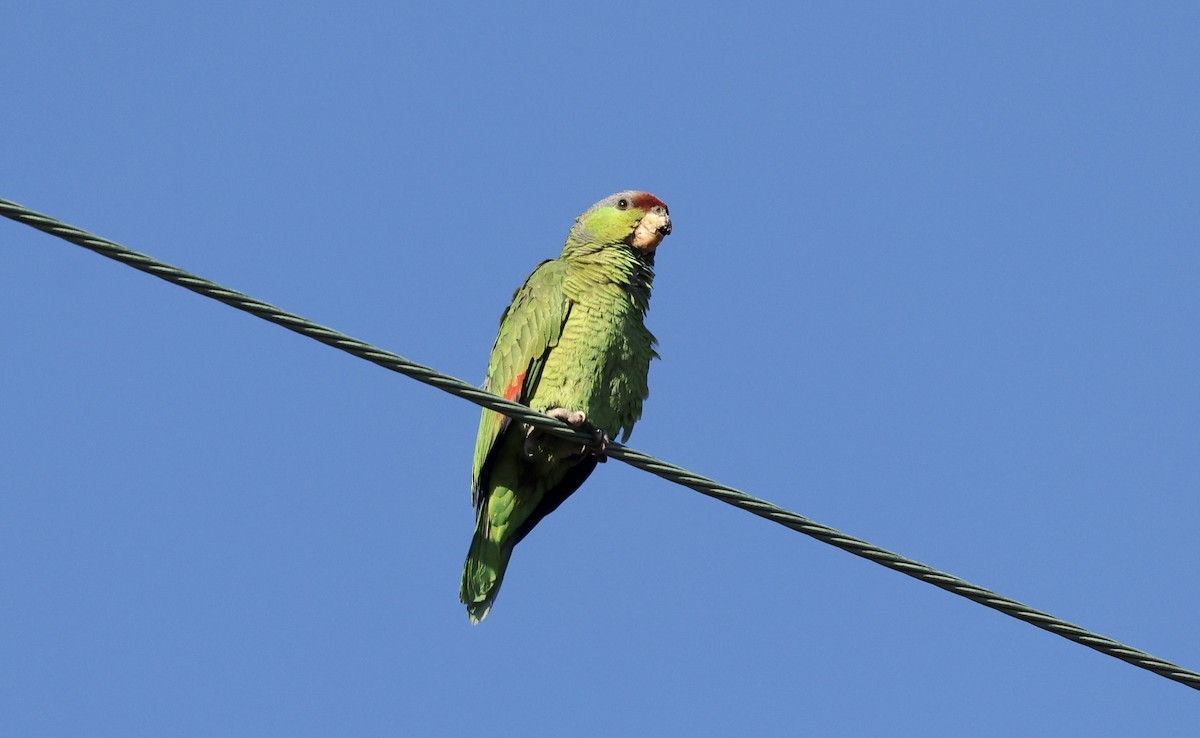 Lilac-crowned Parrot - ML620864941