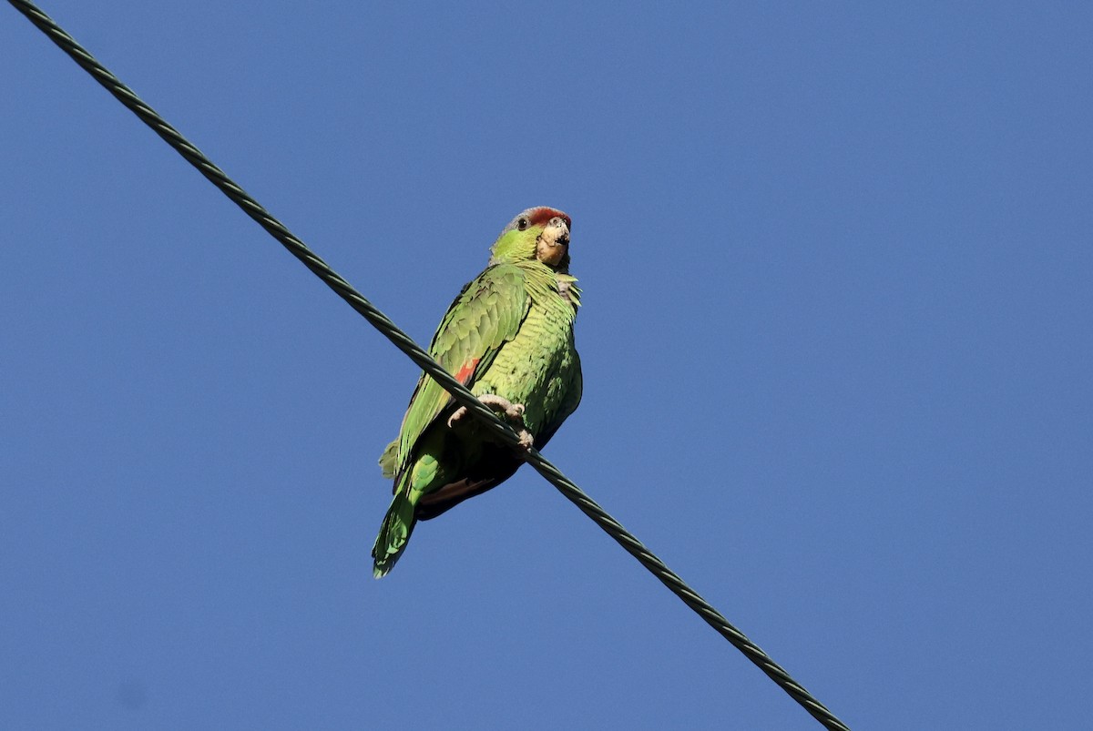Lilac-crowned Parrot - ML620864942