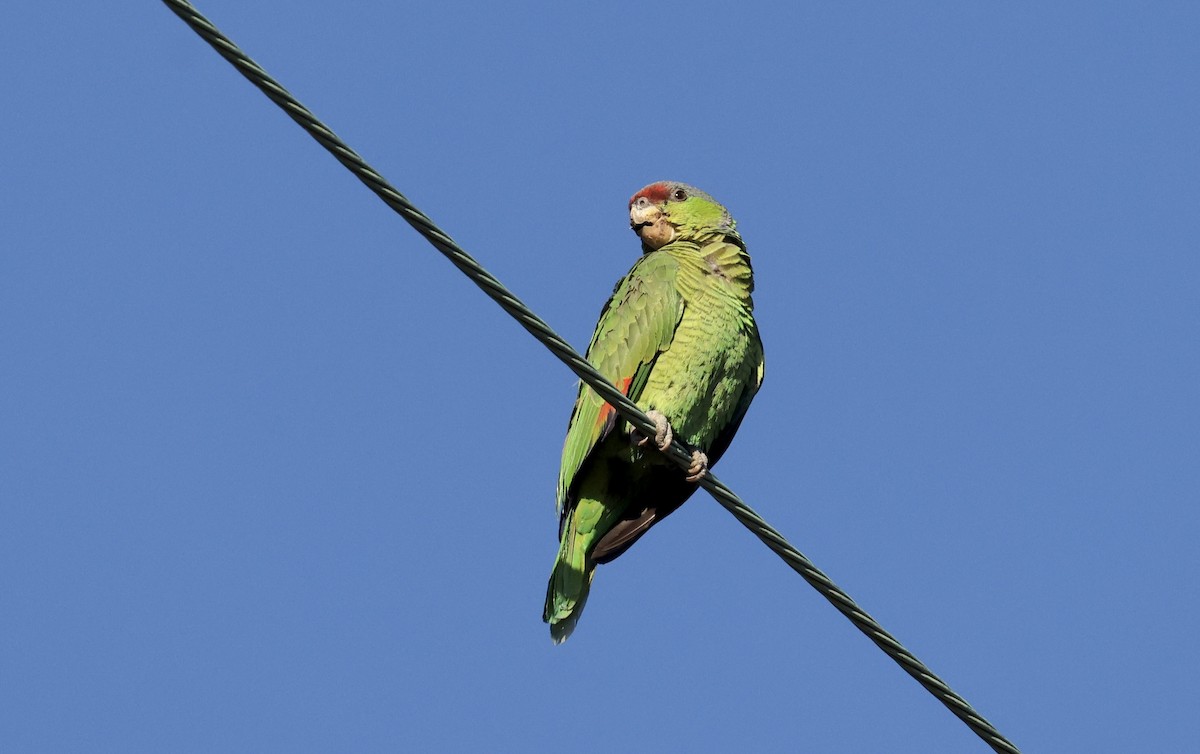 Lilac-crowned Parrot - ML620864943