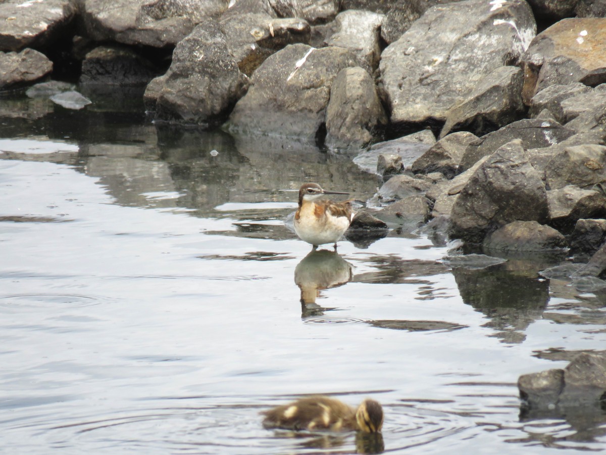 Wilson's Phalarope - ML620864948